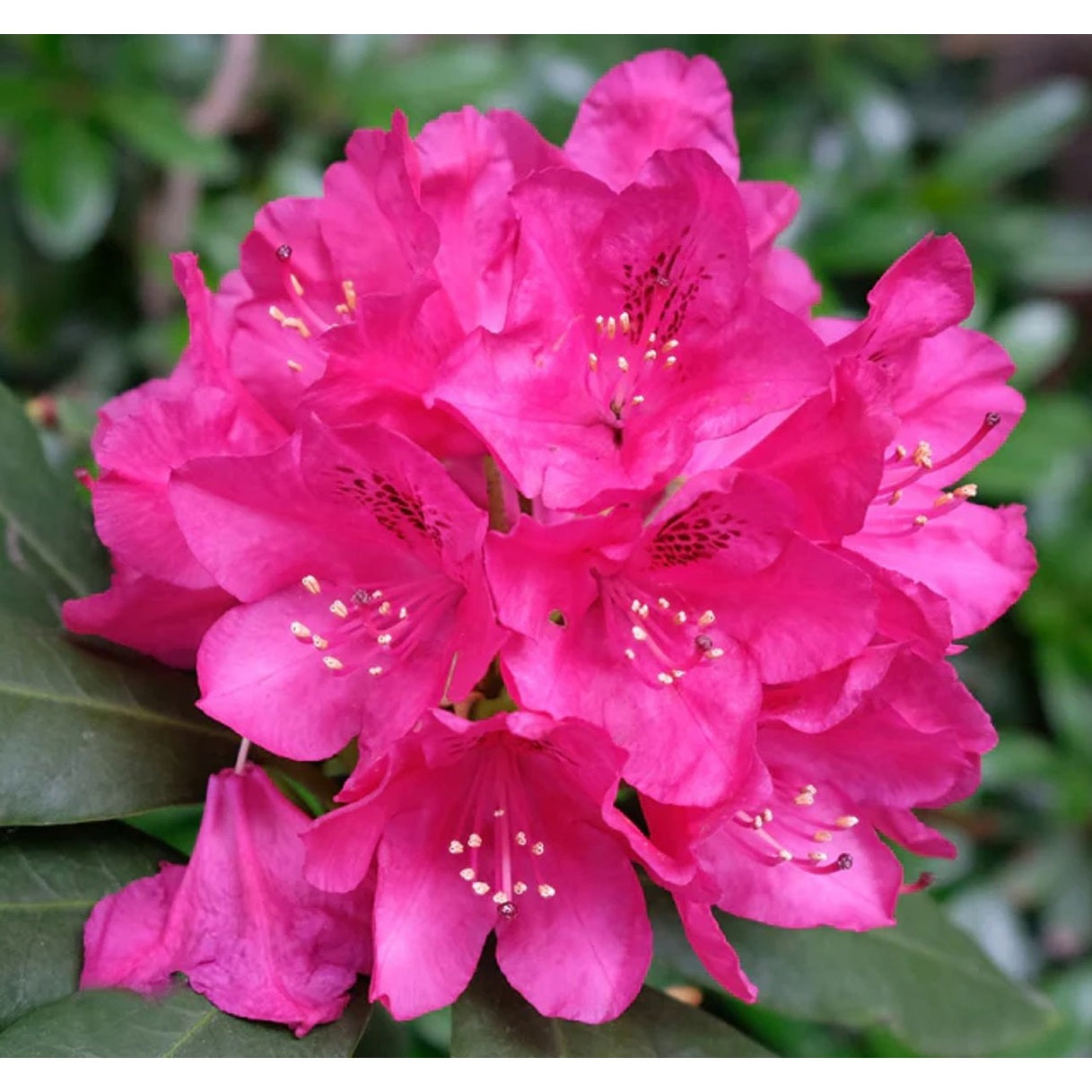 Rhododendron – Rhododendron 'Rocket' - C5 30-40 CM